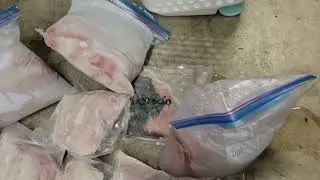 Stocked Up We Don't Eat Store Brought Fish Over Here Looking Like New Jack City #freshfish 