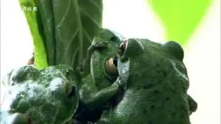 衝撃！泡吹くカエル　なんじゃこれ？！