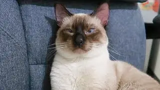 short interview with my cat 🤣 cute cats | tofu the siamese cat