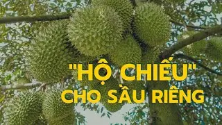 Cấp 