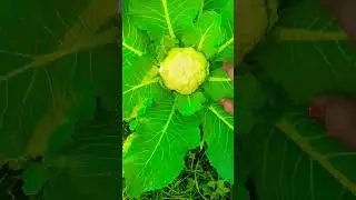 मेरे साथी तू हमेशा मेरे साथ रहे№№ #bo #ट्रेंडिंग #love #शॉर्ट #funny