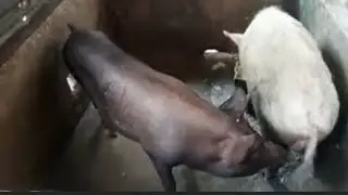 Mating pigs - Male pigs approach female pigs to mate