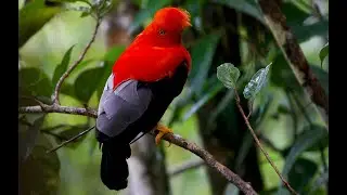 Video Oficial 9a. Versi&oacute;n Colombia Birdfair 2023 - Aves y Cultura