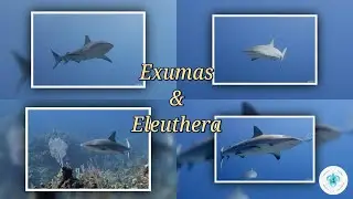 Scuba Diving Exumas & Eleuthera, Bahamas | Sharks, Dive Sites & Chart Review (Series Intro)