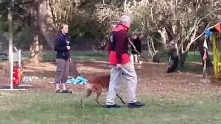 Modioring Level 1 Obedience