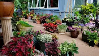 June Container Garden Tour, ALL the Plants