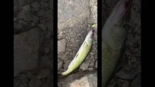 Some bass And Pikeral Ny hinkley lake reservoir Dam Yozuri Crank bait #yozuri #bassfishing