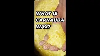 What is Carnauba Wax? #FAQfridays #shorts #viral #trending