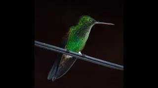 Copper-rumped Hummingbirds in Speyside, Tobago