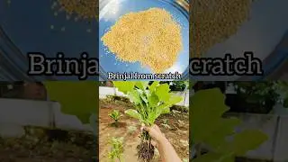 Brinjal growing from scratch 🍆 #brinjal#scratch#brinjalseed#growyourownfood#garden#harvestwithhepsi