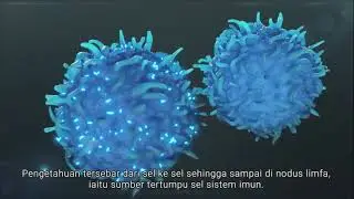 How Transfer Factor Works (BM subtitles)