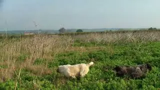 Spinoni a lavoro 2