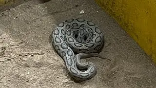 WE VISITED SNAKE VENOM EXTRACTION CENTRE AT #CROCODILE BANK CHENNAI