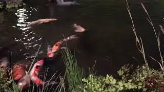 Koi fish ( lucky fish)/ indoor pond/japan
