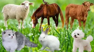 Beautiful Farm Animals: Pig, Duck, Cow, Sheep, Buffalo, Horse, Rabbit, Dog, Cat-Animal Video