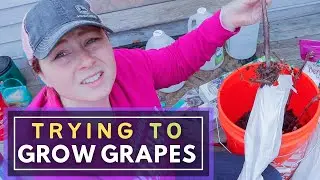 GROWING GRAPES IN ZONE 6 💜🍇 | Planting More Grapevines from the Store