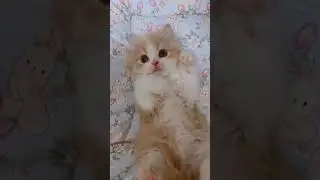 #kitten #foryou  #0294