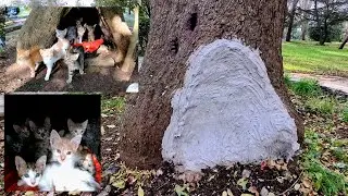Укрытие, преподнесённое природой в дар кошкам-матерям, было разрушено бетоном.