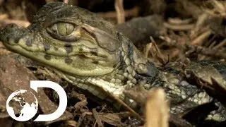 New Born Caiman Are No Match For The Crested Caracara Birds | Wildest Latin America
