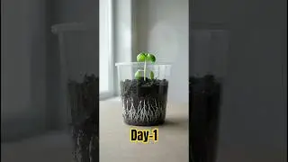 How Sunflower 🌻 Is Growing Processing.#garden #amazing #gardening #growth
