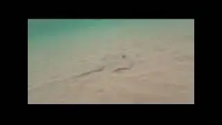 sting ray palm beach shores