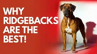 Why Rhodesian Ridgebacks Are the Most Underrated Protection Dogs