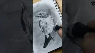 Charcoal drawing #bird #drawing #charcoaldrawing #easydrawing #art