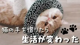 【エキゾチックショートヘア】猫を飼う事になった、きっかけ。今日は特別な日です♥