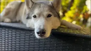 Siberian Husky Live #husky #huskydog #cuteanimals