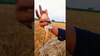 hunting Quail 2024 new session $$ batair Ka Shikar neating Quail in Pakistan #shorts