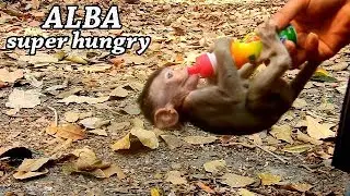 SUPER HUNGRY ! My baby Alba freee style get milk from me || Alba so lovely&thank me