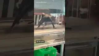 Vampire bats go for a jog