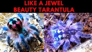 😊❤️😊BRAZILIAN JEWEL TARANTULA😲❤️😲SO BEAUTIFUL😊❤️😊TYPHOCHLAENA SELADONIA😲❤️😲HER BEST MOMENTS😊❤️😊