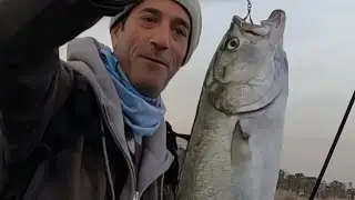 דיג לייט: גומברים, טרכונים ושחרור לוקוס חמוד. Blue runners & blue fish on super light tackle
