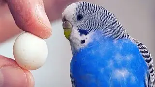 budgies parrot egg hatch live 🐣🥳🎉 red eye budgies ke bache #budgieslovers #trending #pets #viral