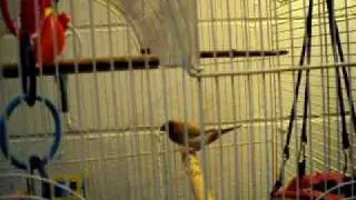 my birds cage tour