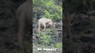 Jim Corbett National Park || jim corbett travels