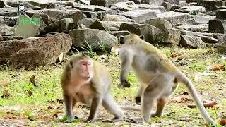 OMG Group Monkey Amber attack Group monkey Amari,Amari group some go seperate