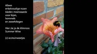 Roos voor een ecotuin