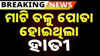 ମାଟି ତଳେ ପୋତା ହୋଇଥିଲା ହାତୀ | Elephant Body Found Buried Under The Ground | Kandhamal | Argus News