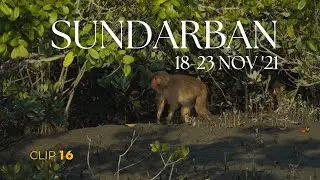 Rhesus Monkey Sighting during 18-23 Nov 2021 Sundarban Wildlife Photography Tour | Clip 16