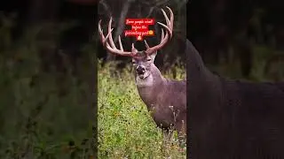 they are all ears 👂#shorts#viral #nature #wildlife #animalfacts #animals