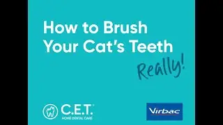 How to Brush Your Cat's Teeth