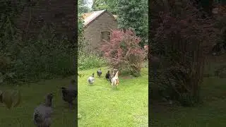 Chickens in Whitney on wye