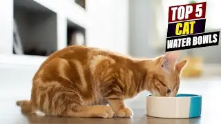5 Must-Have Cat Water Bowls: Keep Your Kitty Hydrated and Happy