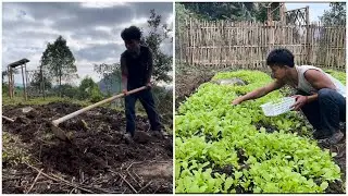 60-day journey of growing vegetables until harvest season
