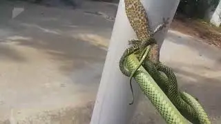 Gecko vs snake part 3
