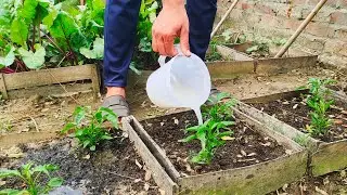 Revolutionize Your Garden with This Simple Yeast Fertilizer | Natural Growth Solution for All Plants