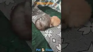 #vetmed #funny #catlovers #cathealth #catvideos #catshorts #comedy #delhi #felinehealth #okhlanews