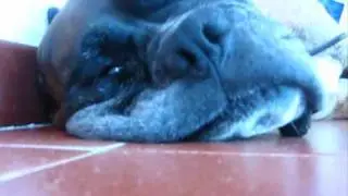X il mio cagnone